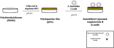 Design of an Antifungal Surface Embedding Liposomal Amphotericin B Through a Mussel Adhesive-Inspired Coating Strategy